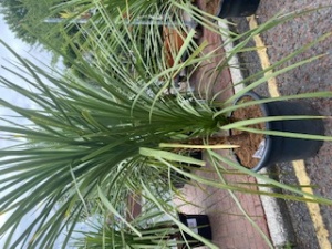 Double Stem Cordyline